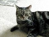 mittens